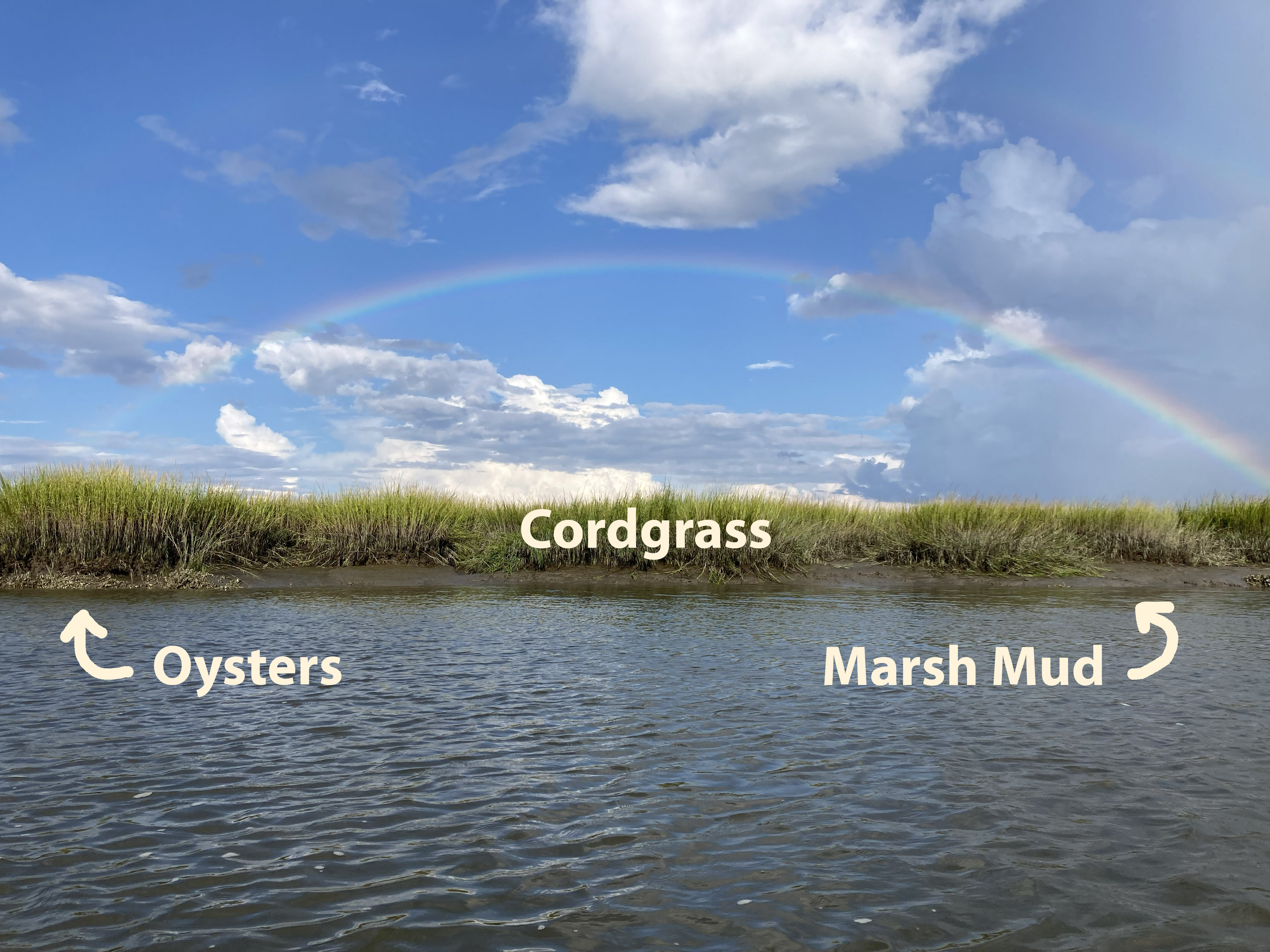 On Time and Oyster Shells – Of Wonders & Wanders